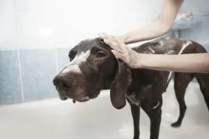 szampon dla psów